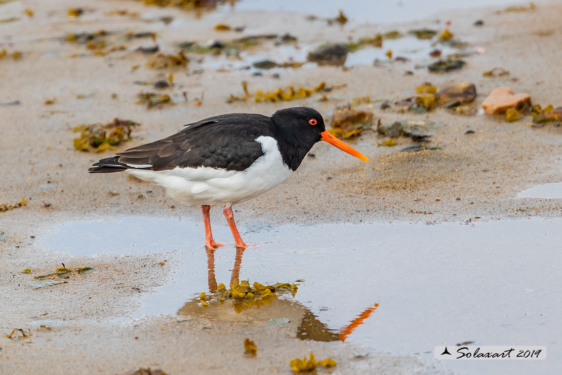 Haematopus ostralegus - Beccaccia di mare - Eurasian Oystercatcher or Pied Oystercatcher