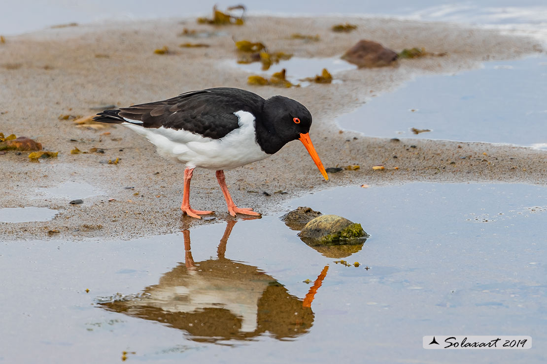 Haematopus ostralegus - Beccaccia di mare - Eurasian Oystercatcher or Pied Oystercatcher