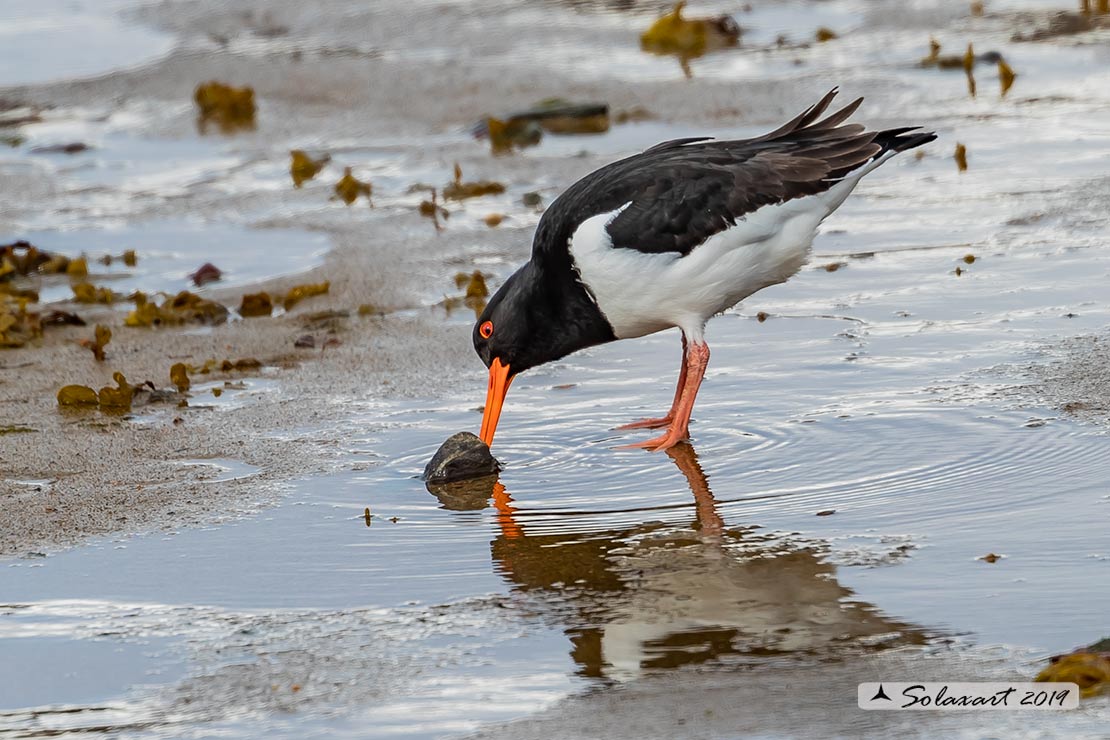 Haematopus ostralegus - Beccaccia di mare - Eurasian Oystercatcher or Pied Oystercatcher