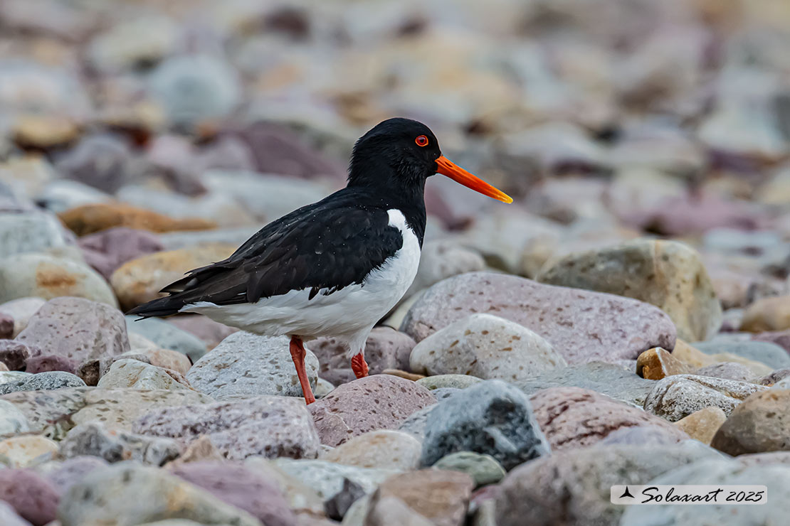 Haematopus ostralegus - Beccaccia di mare - Eurasian Oystercatcher