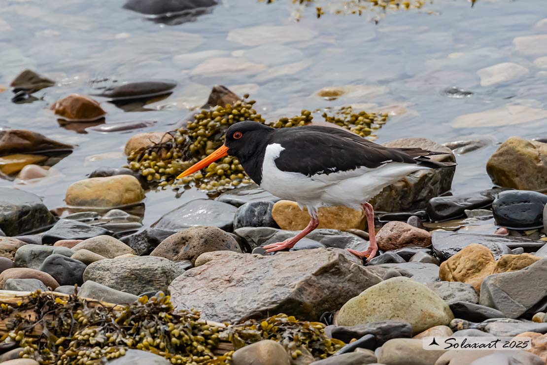 Haematopus ostralegus - Beccaccia di mare - Eurasian Oystercatcher
