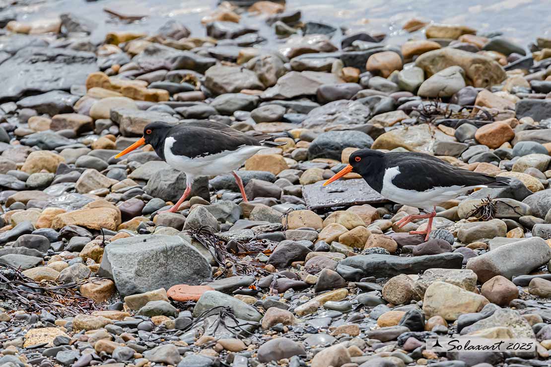 Haematopus ostralegus - Beccaccia di mare - Eurasian Oystercatcher