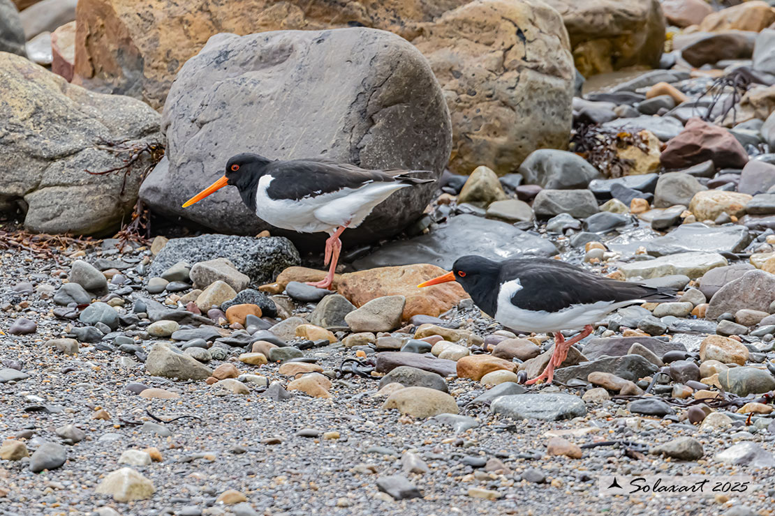 Haematopus ostralegus - Beccaccia di mare - Eurasian Oystercatcher