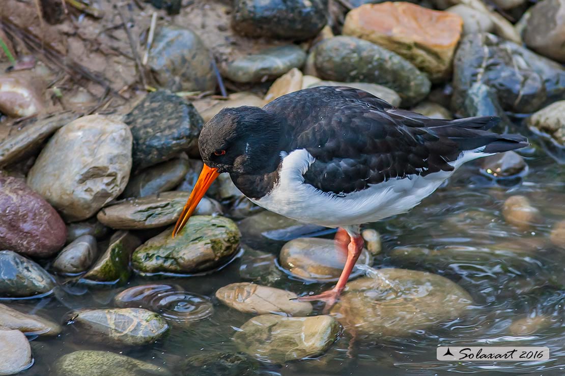 beccaccia di mare (Haematopus ostralegus) 