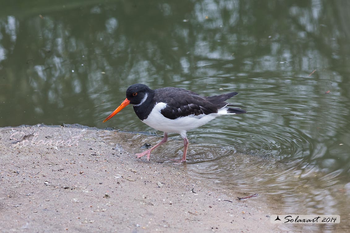 Haematopus ostralegus - Beccaccia di mare - Eurasian Oystercatcher or Pied Oystercatcher