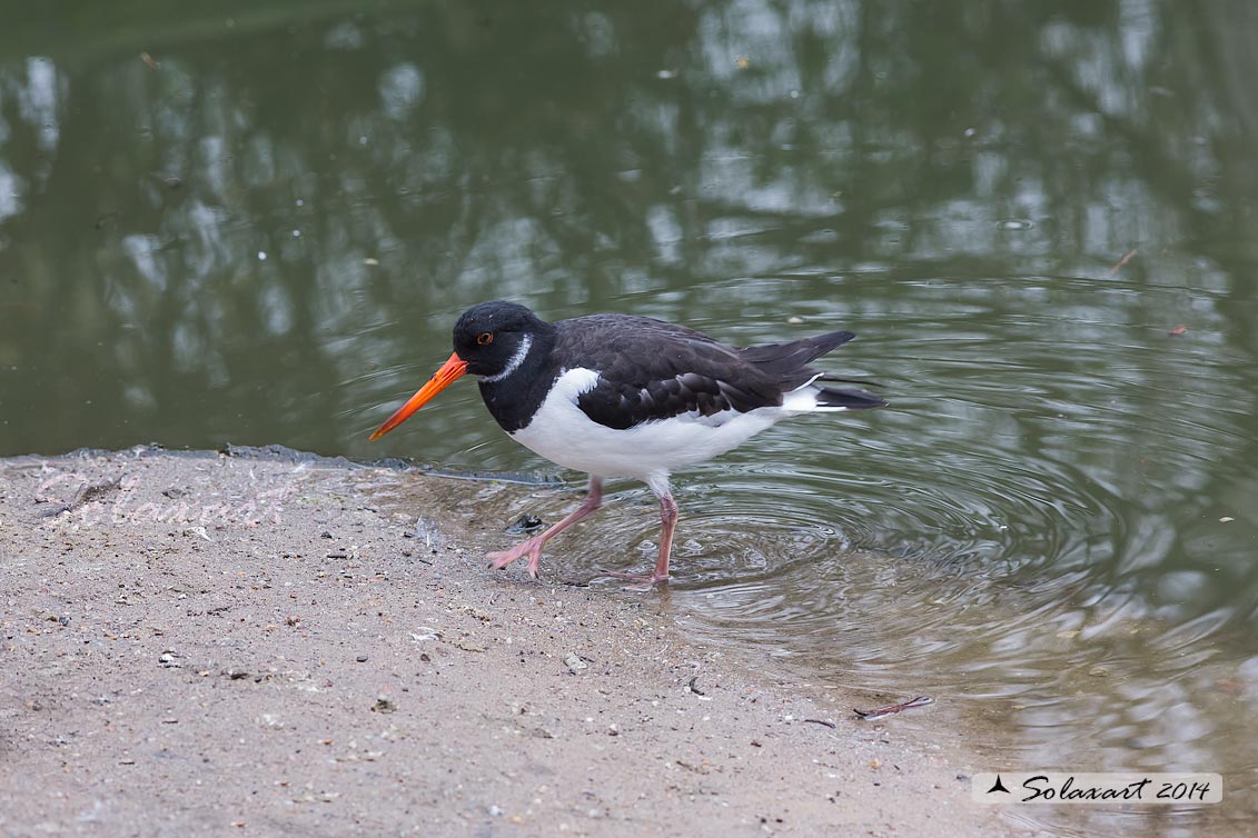 Haematopus ostralegus - Beccaccia di mare - Eurasian Oystercatcher or Pied Oystercatcher