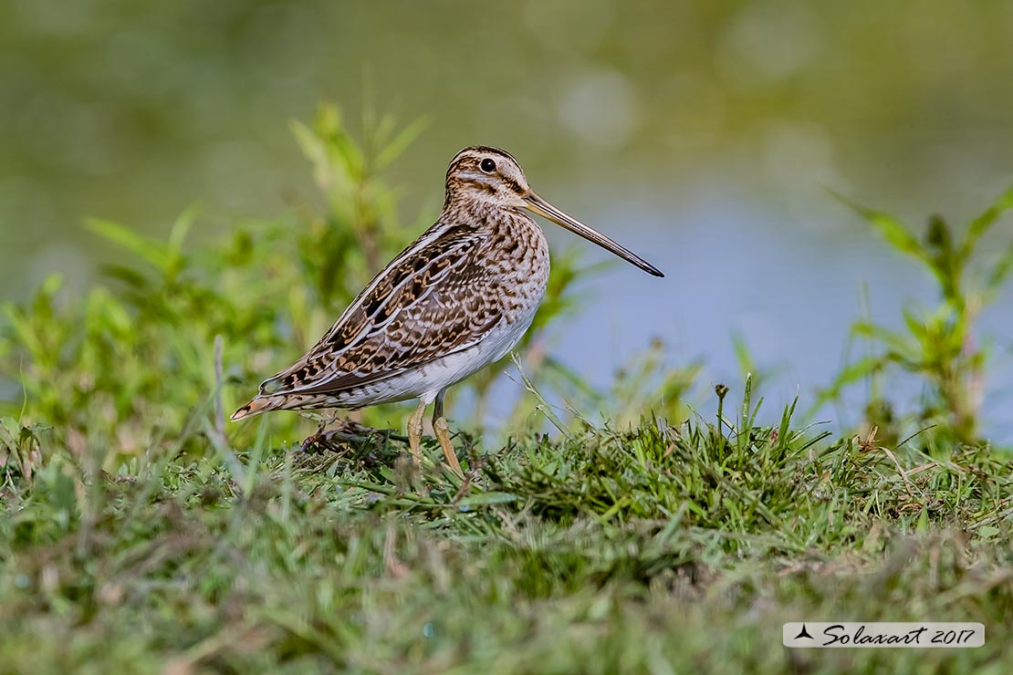 Gallinago gallinago:   Beccaccino  -  Common snipe