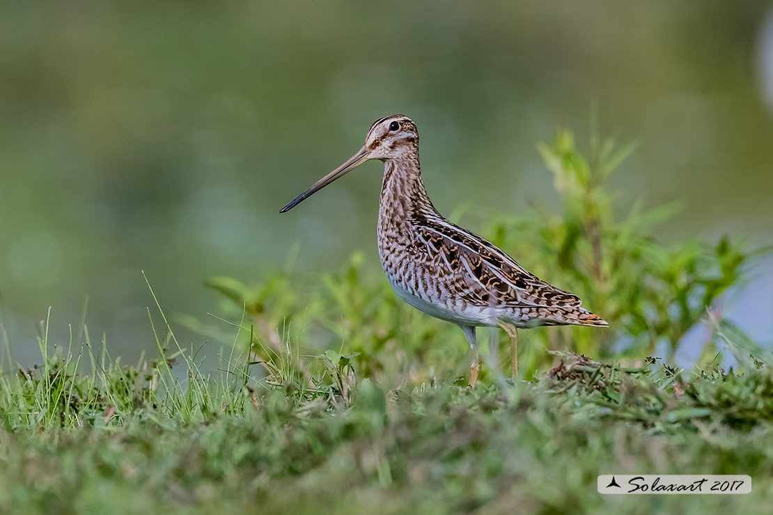 Gallinago gallinago:   Beccaccino  -  Common snipe