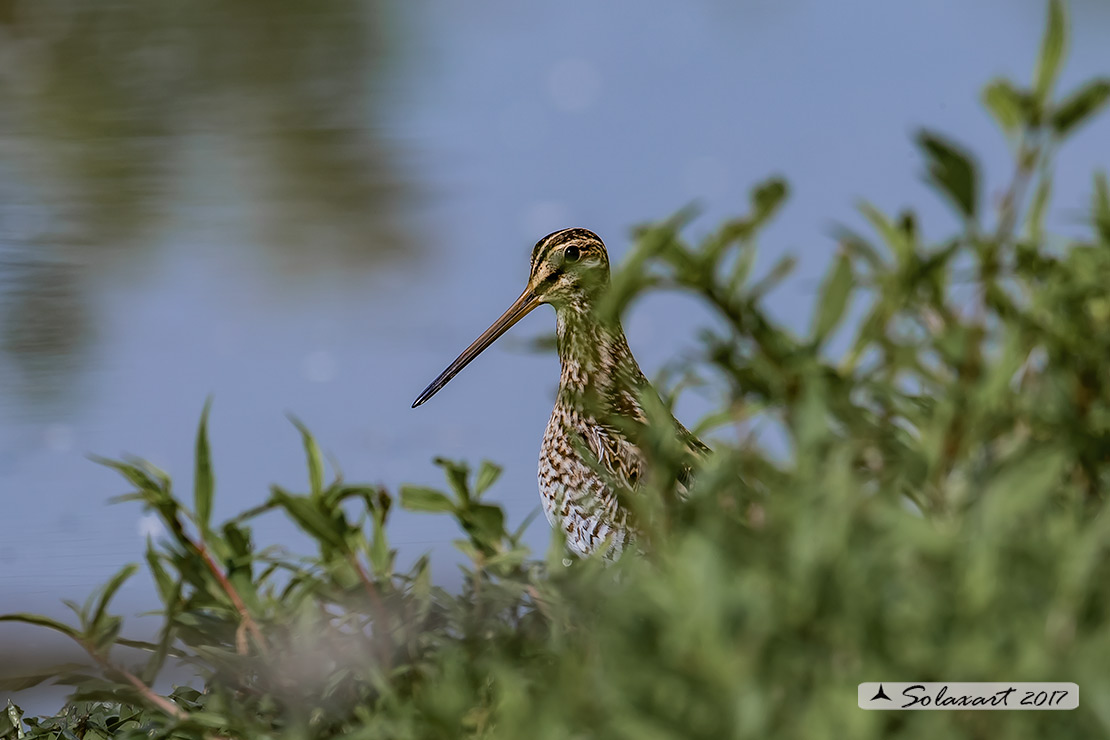 Gallinago gallinago:   Beccaccino  -  Common snipe