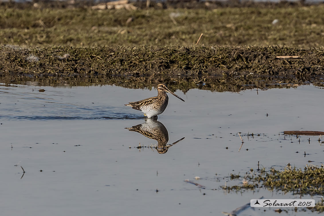 Gallinago gallinago:   Beccaccino  -  Common snipe