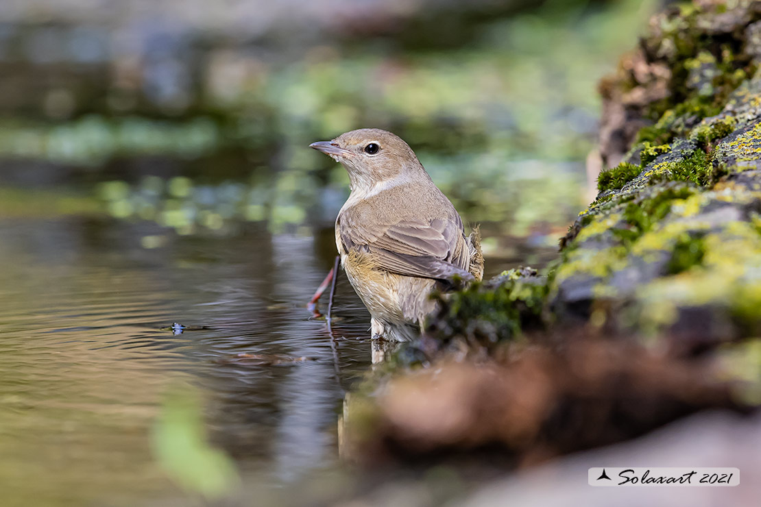 Sylvia borin :  Beccafico ;  Garden warbler