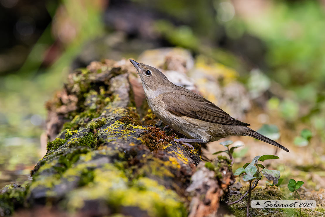 Sylvia borin :  Beccafico ;  Garden warbler