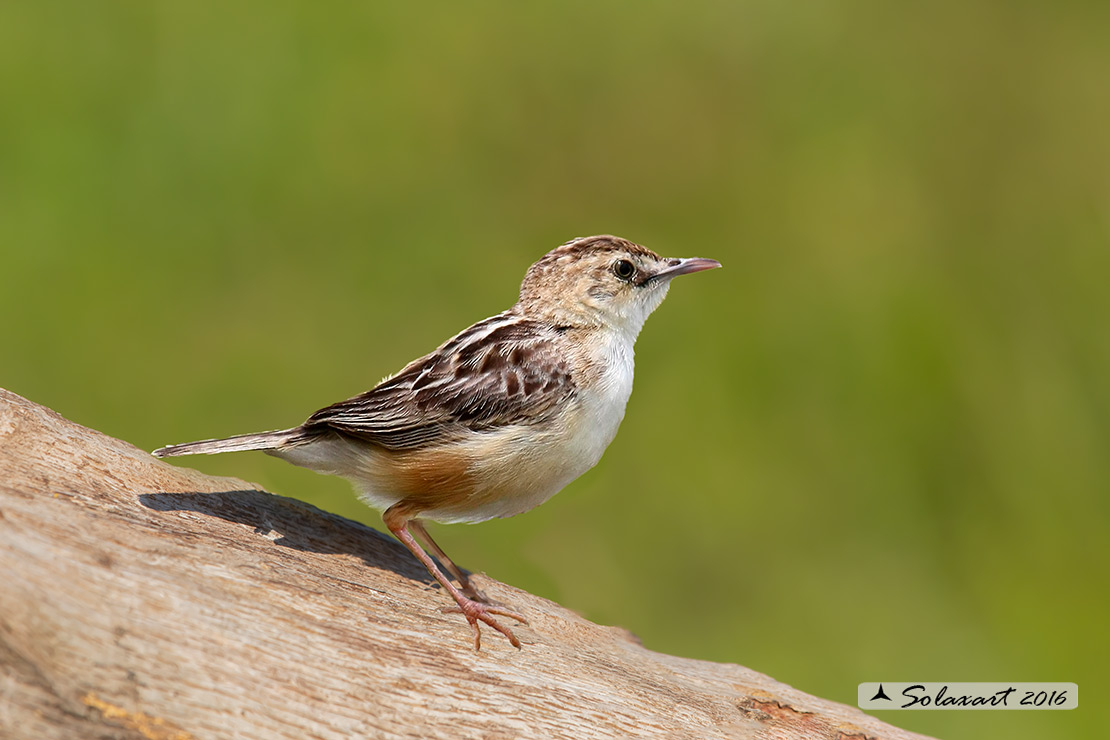 Cisticola juncidis - Beccamoschino - Zitting cisticola 