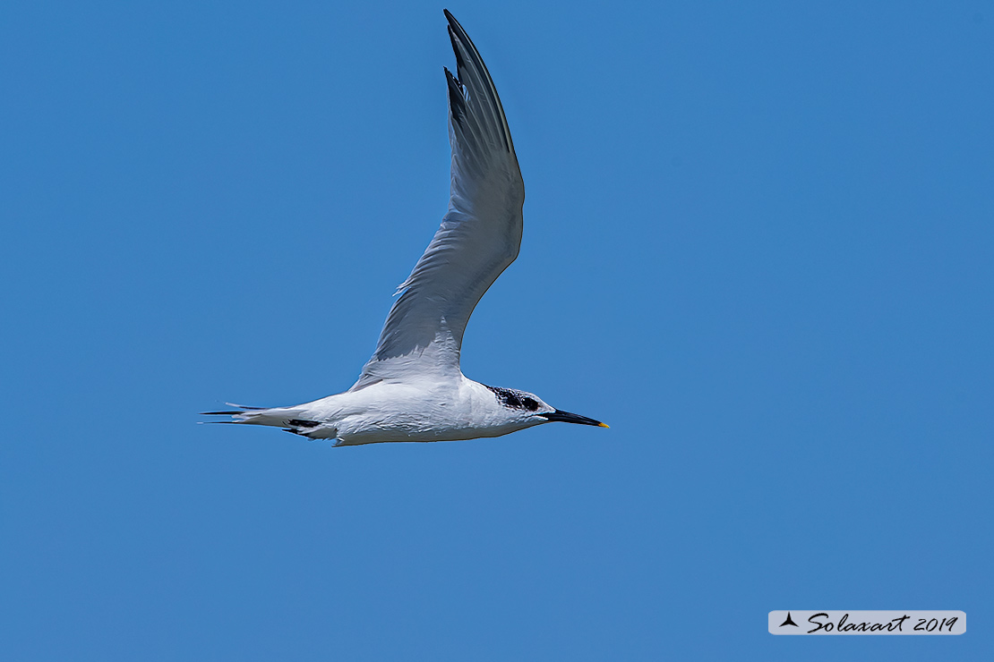 Thalasseus sandvicensis - Beccapesci - Sandwich Tern