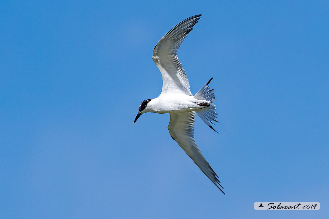 Thalasseus sandvicensis - Beccapesci - Sandwich Tern