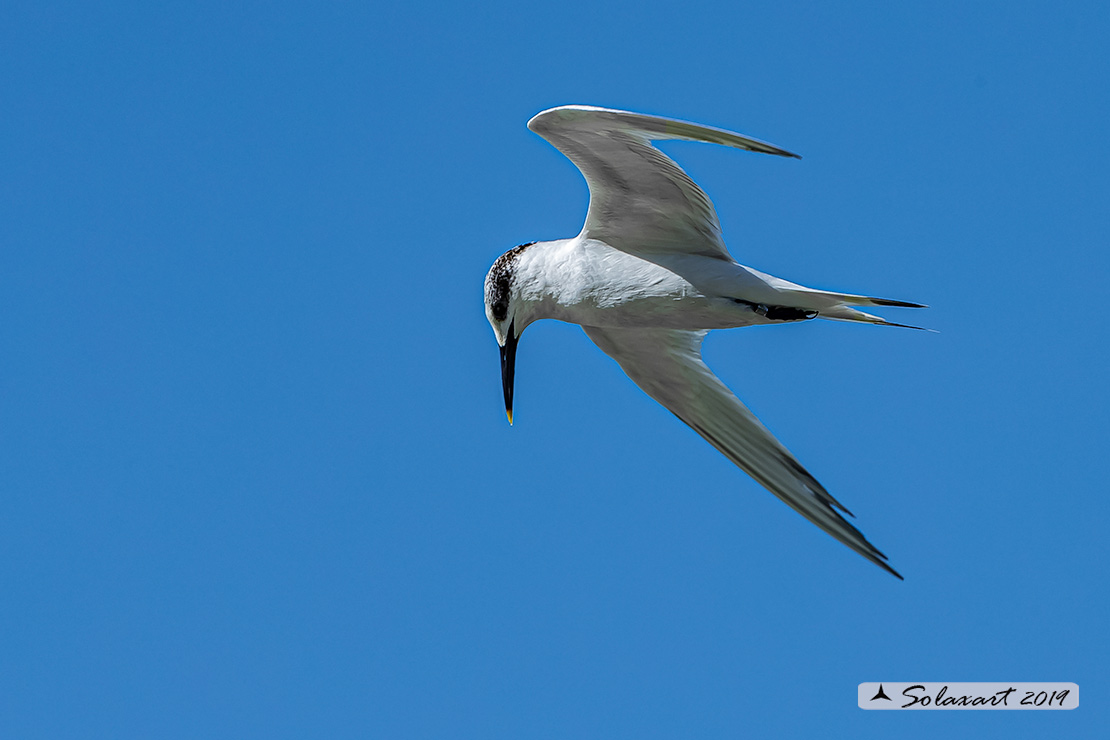 Thalasseus sandvicensis - Beccapesci - Sandwich Tern