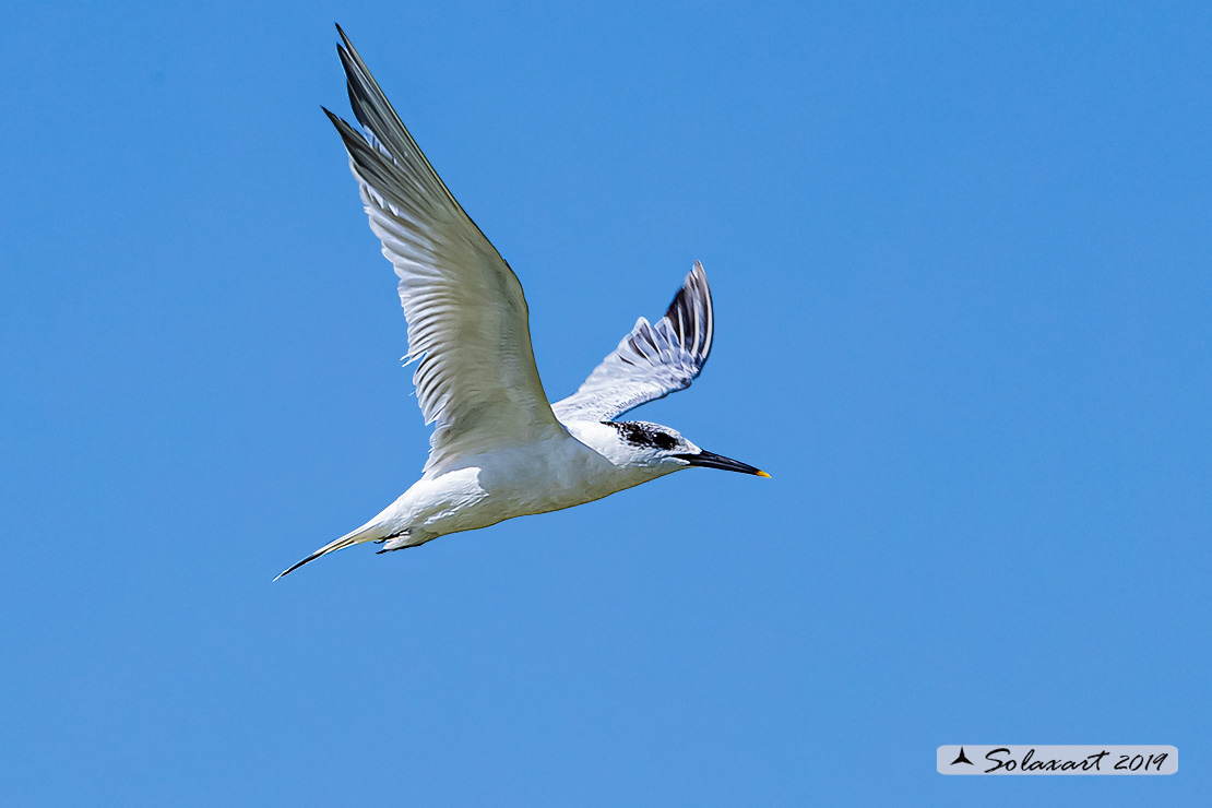 Thalasseus sandvicensis - Beccapesci - Sandwich Tern