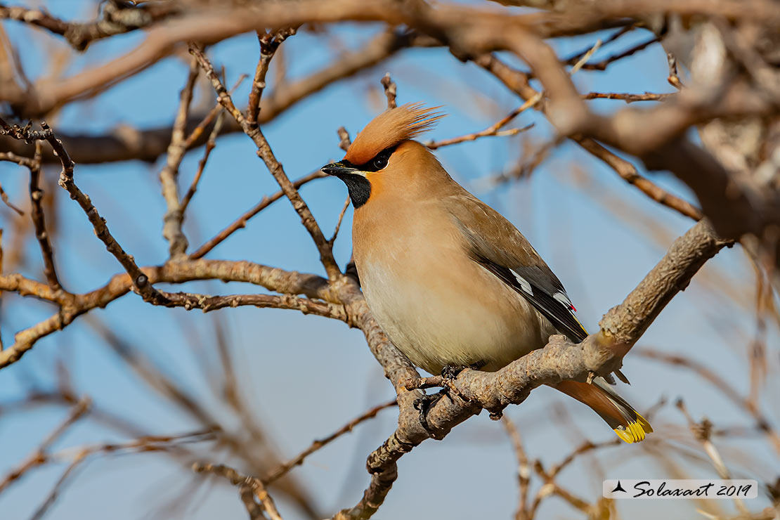 Bombycilla garrulus - Beccofrusone - Bohemian waxwing