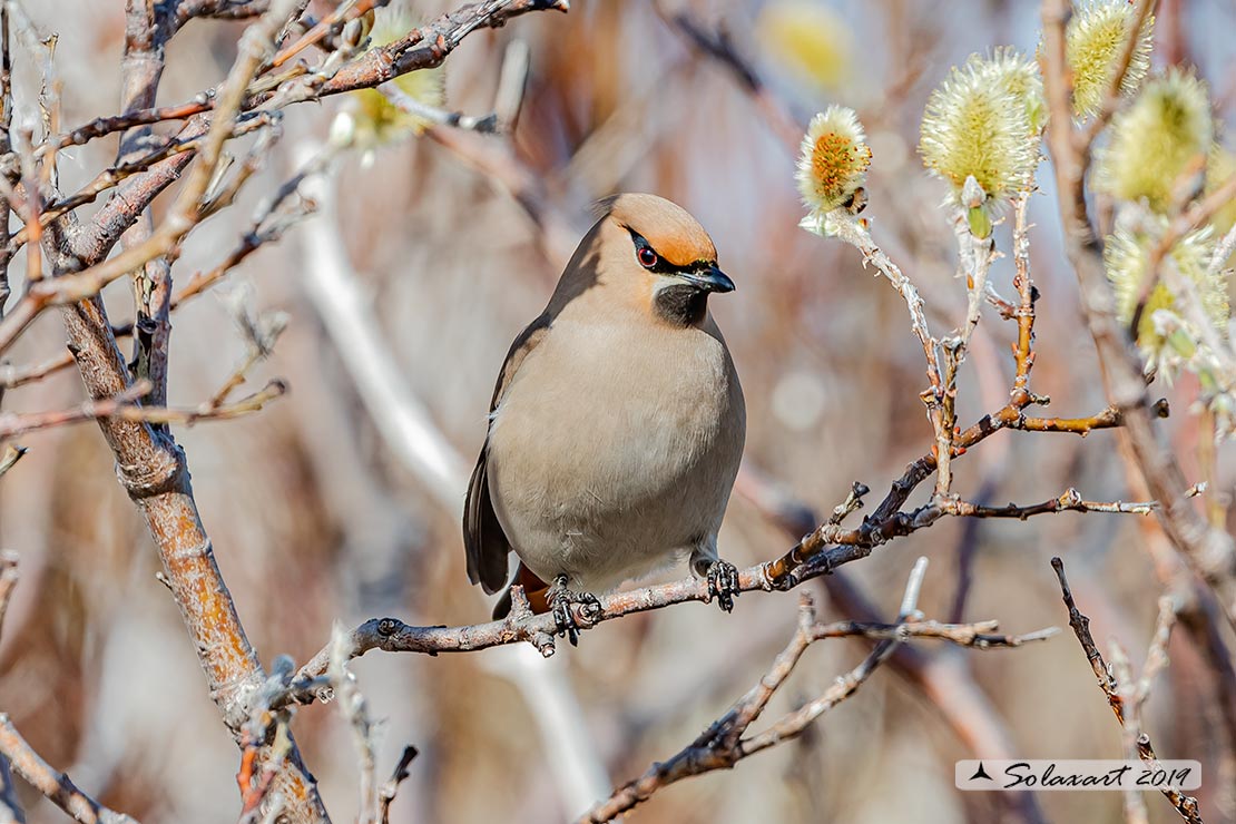 Bombycilla garrulus - Beccofrusone - Bohemian waxwing