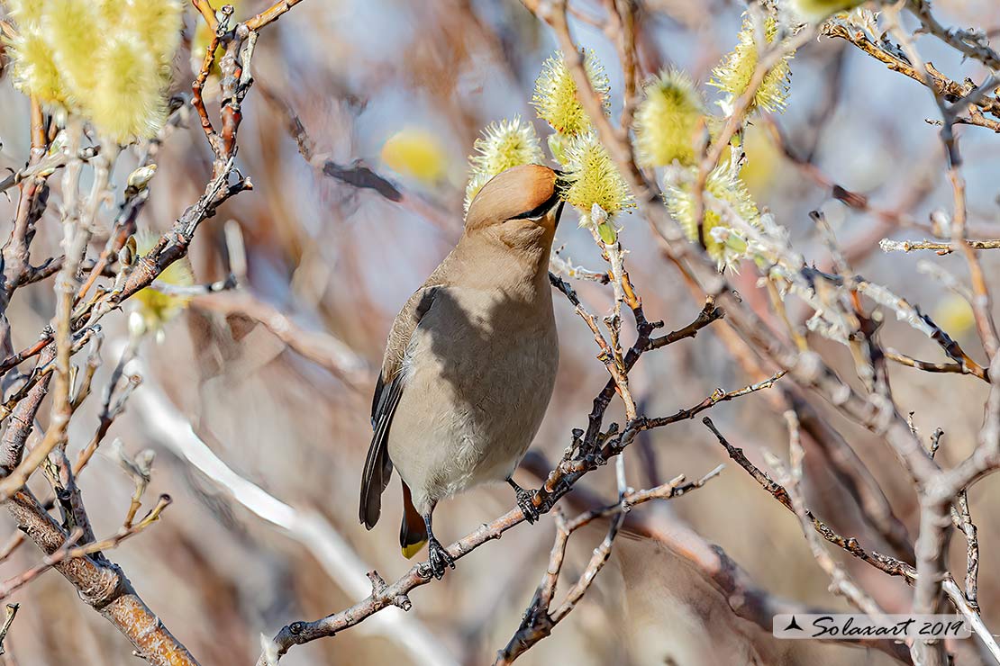 Bombycilla garrulus - Beccofrusone - Bohemian waxwing