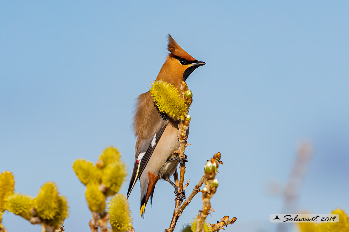 Bombycilla garrulus - Beccofrusone - Bohemian waxwing