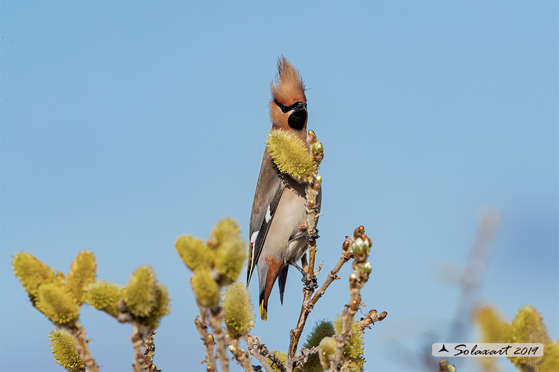 Bombycilla garrulus - Beccofrusone - Bohemian waxwing