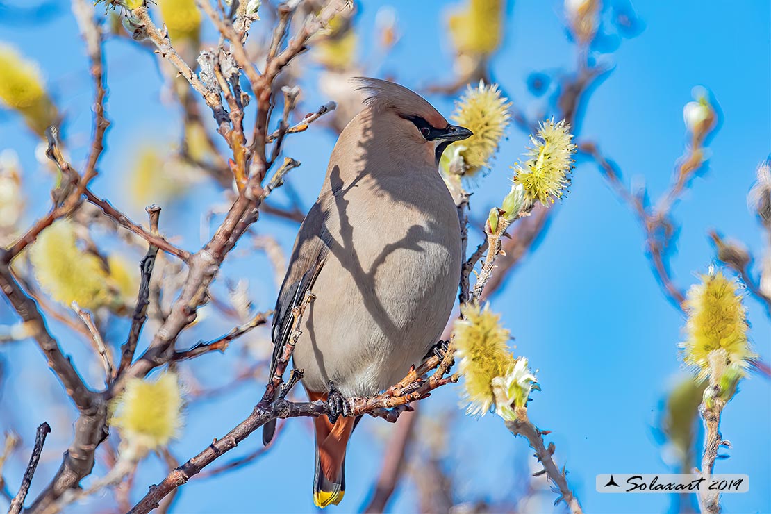 Bombycilla garrulus - Beccofrusone - Bohemian waxwing