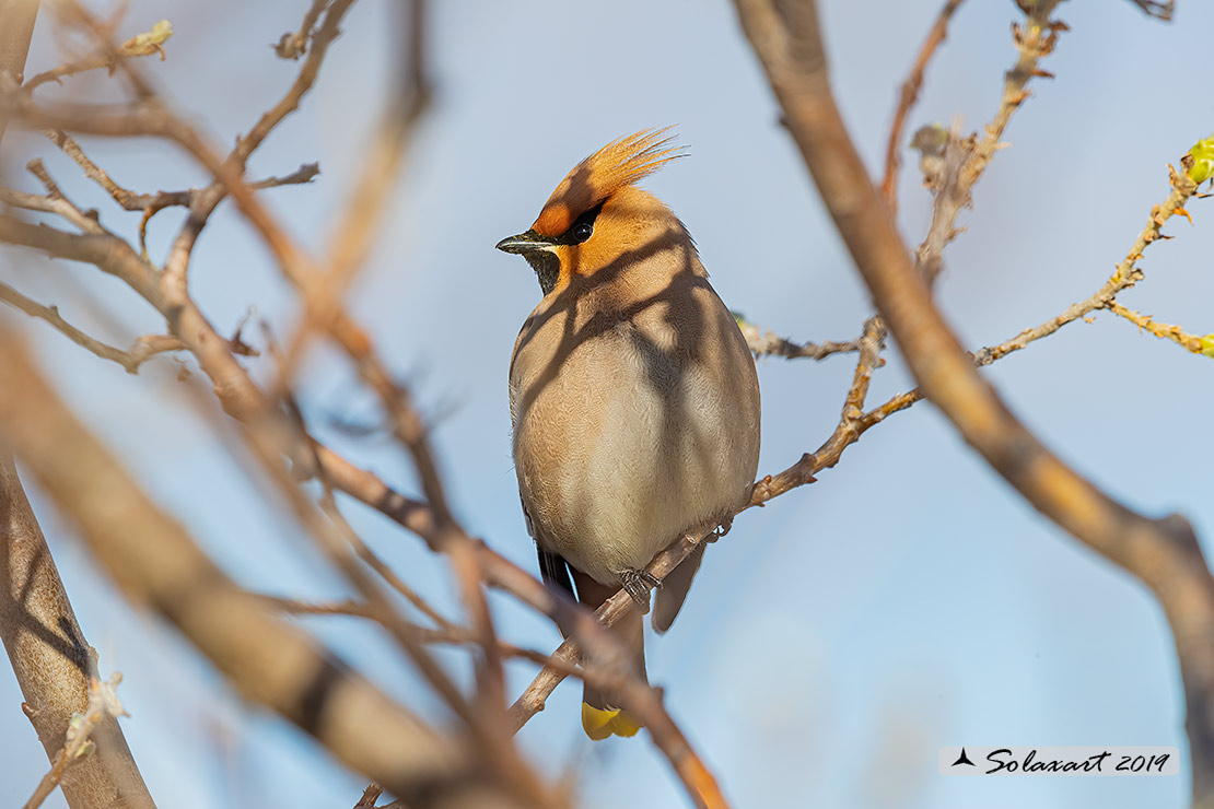 Bombycilla garrulus - Beccofrusone - Bohemian waxwing