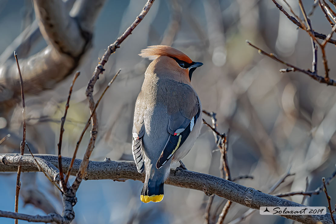 Bombycilla garrulus - Beccofrusone - Bohemian waxwing