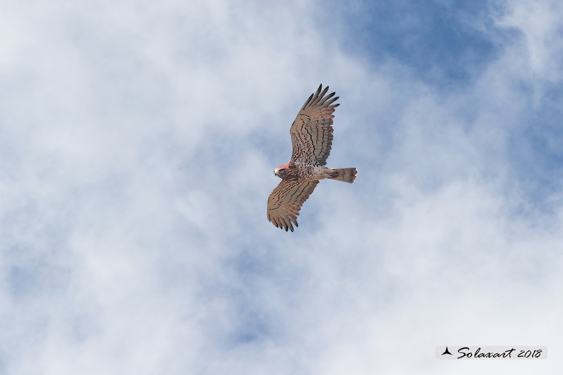 Circaetus gallicus - Biancone - Short-toed snake eagle