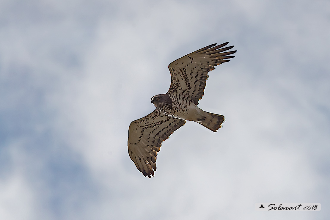 Circaetus gallicus - Biancone - Short-toed snake eagle