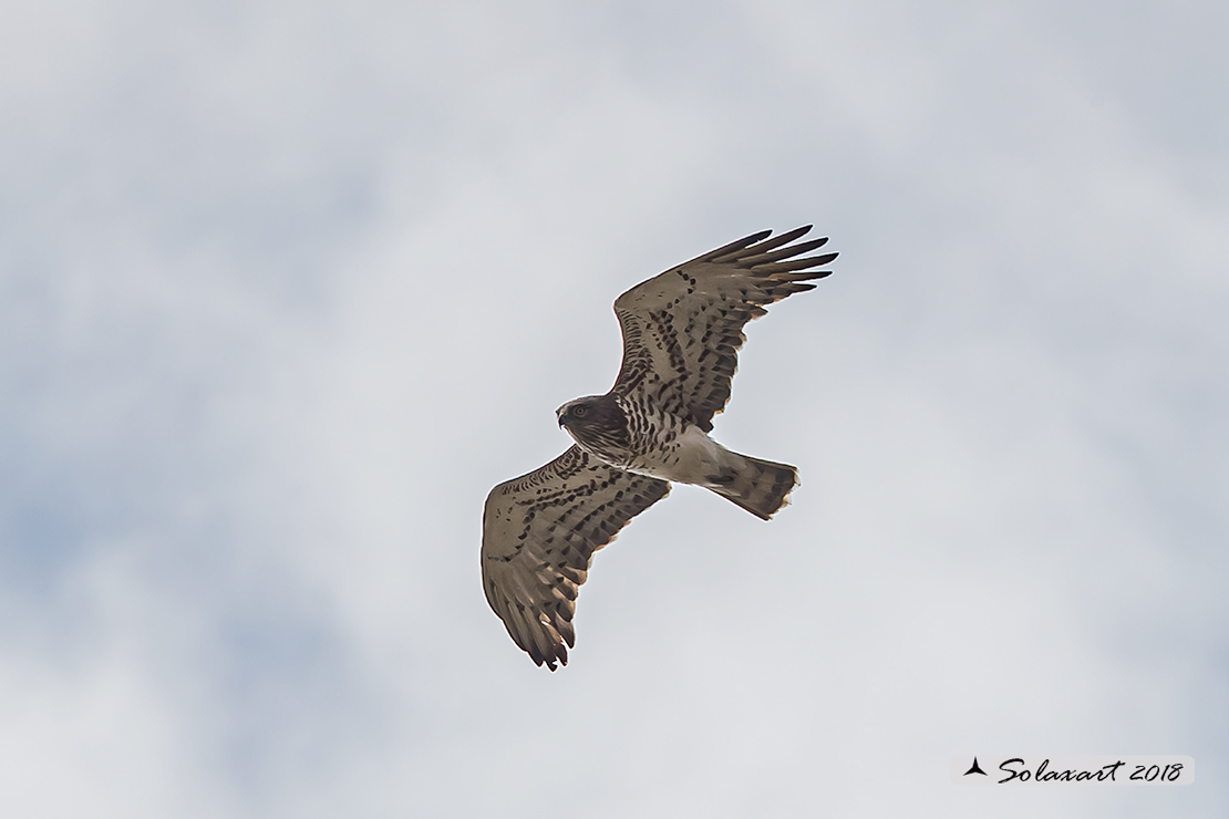 Circaetus gallicus - Biancone - Short-toed snake eagle