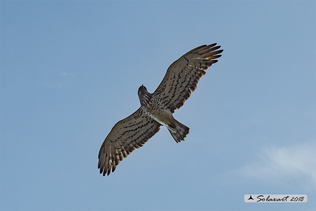 Circaetus gallicus - Biancone - Short-toed snake eagle