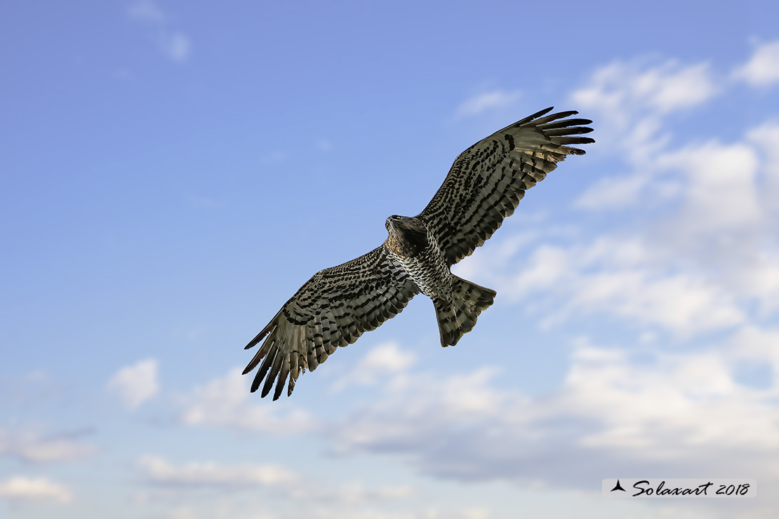 Circaetus gallicus - Biancone - Short-toed snake eagle