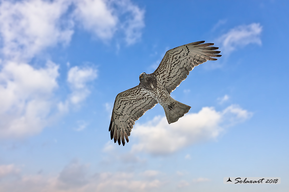 Circaetus gallicus - Biancone - Short-toed snake eagle