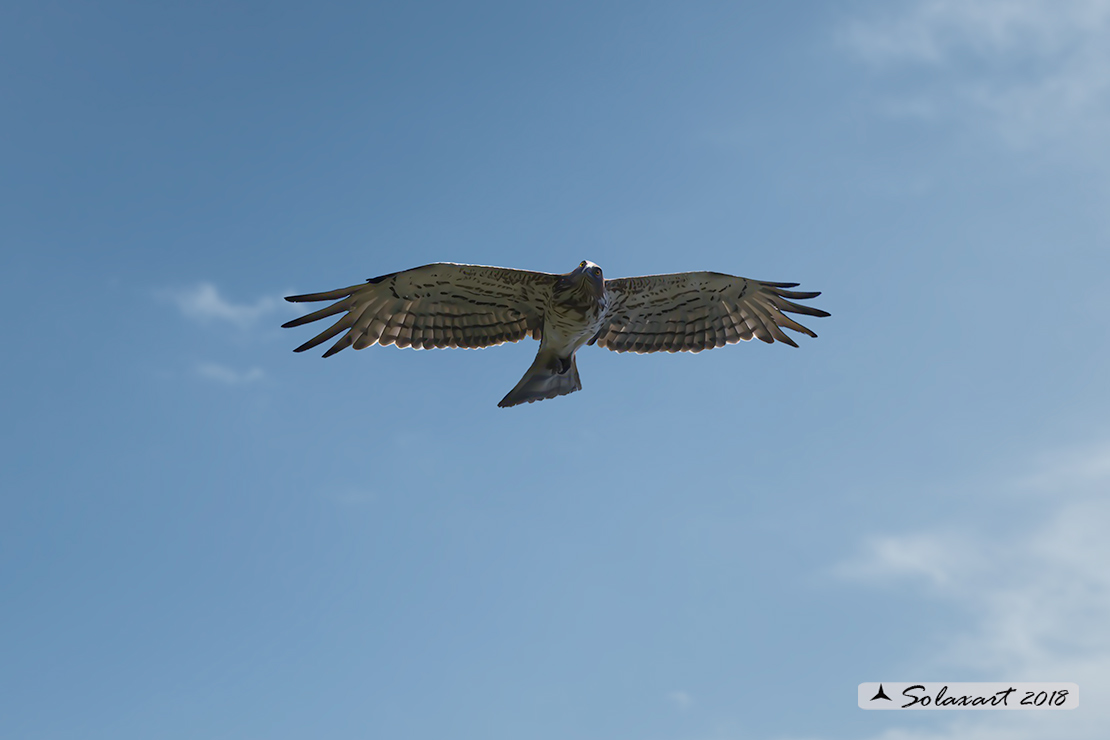 Circaetus gallicus - Biancone - Short-toed snake eagle