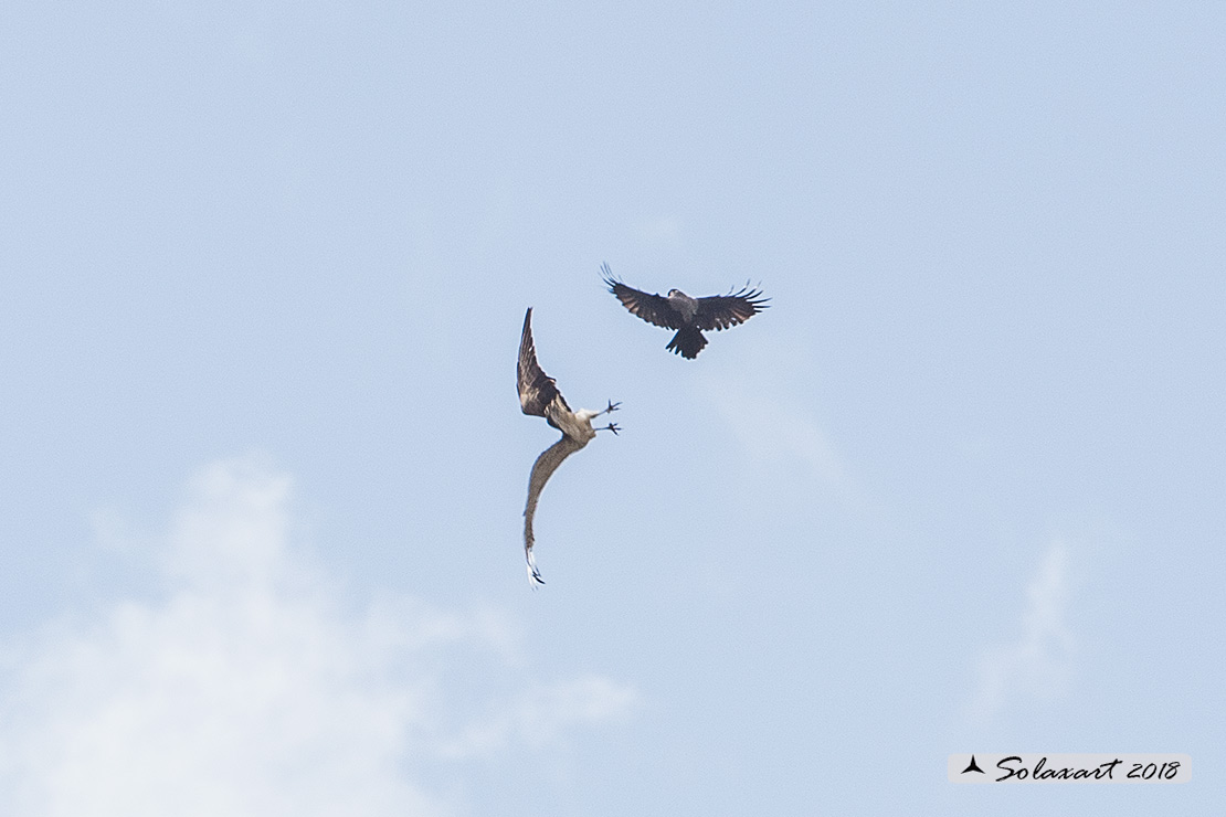 Circaetus gallicus - Biancone - Short-toed snake eagle