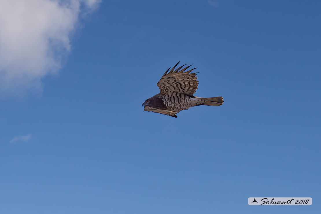 Circaetus gallicus - Biancone - Short-toed snake eagle