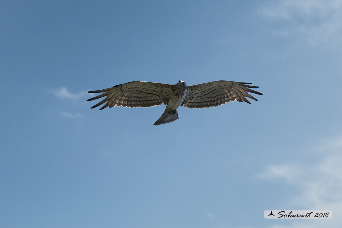 Circaetus gallicus - Biancone - Short-toed snake eagle