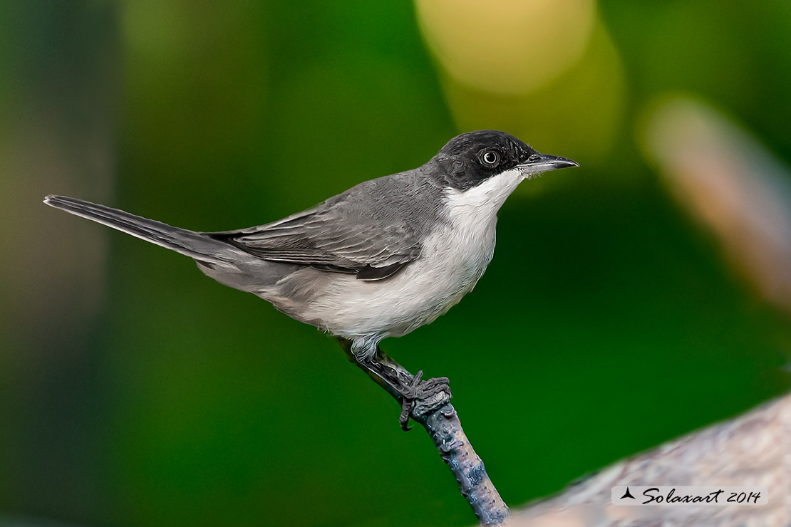 Sylvia hortensis :  Bigia grossa ;  Western Orphean warbler