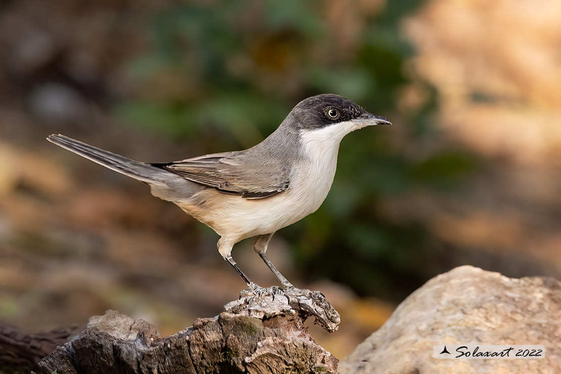 Sylvia hortensis :  Bigia grossa ;  Western Orphean warbler