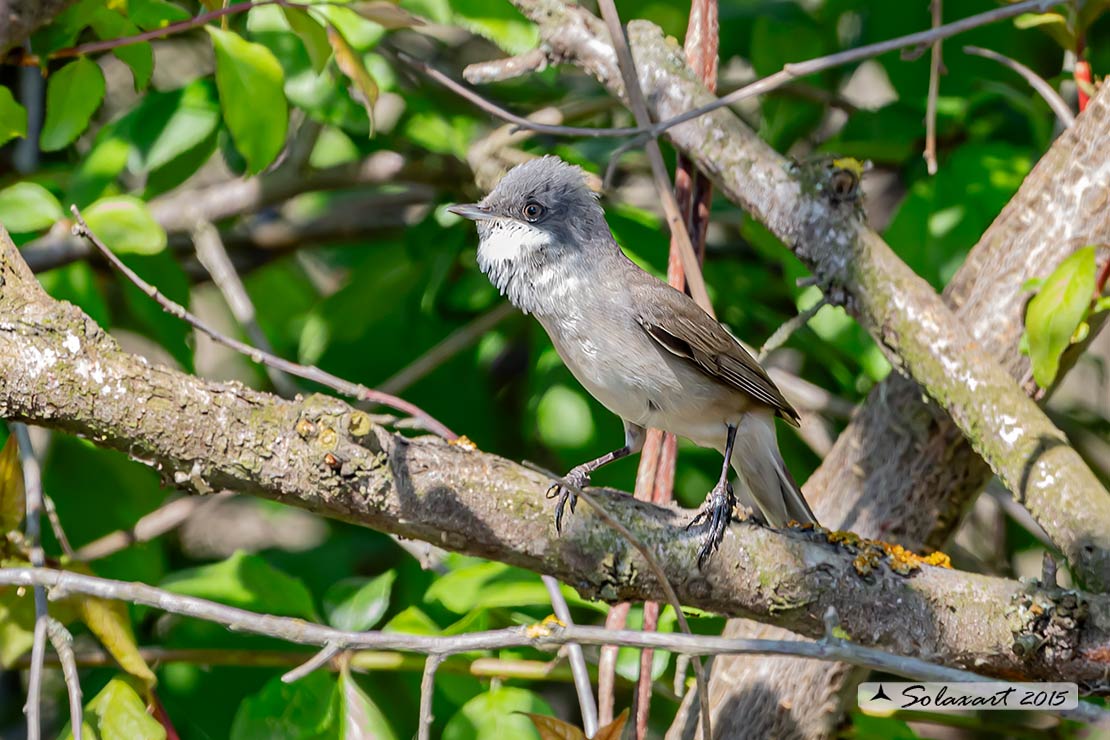 Sylvia curruca: Bigiarella; lesser whitethroat