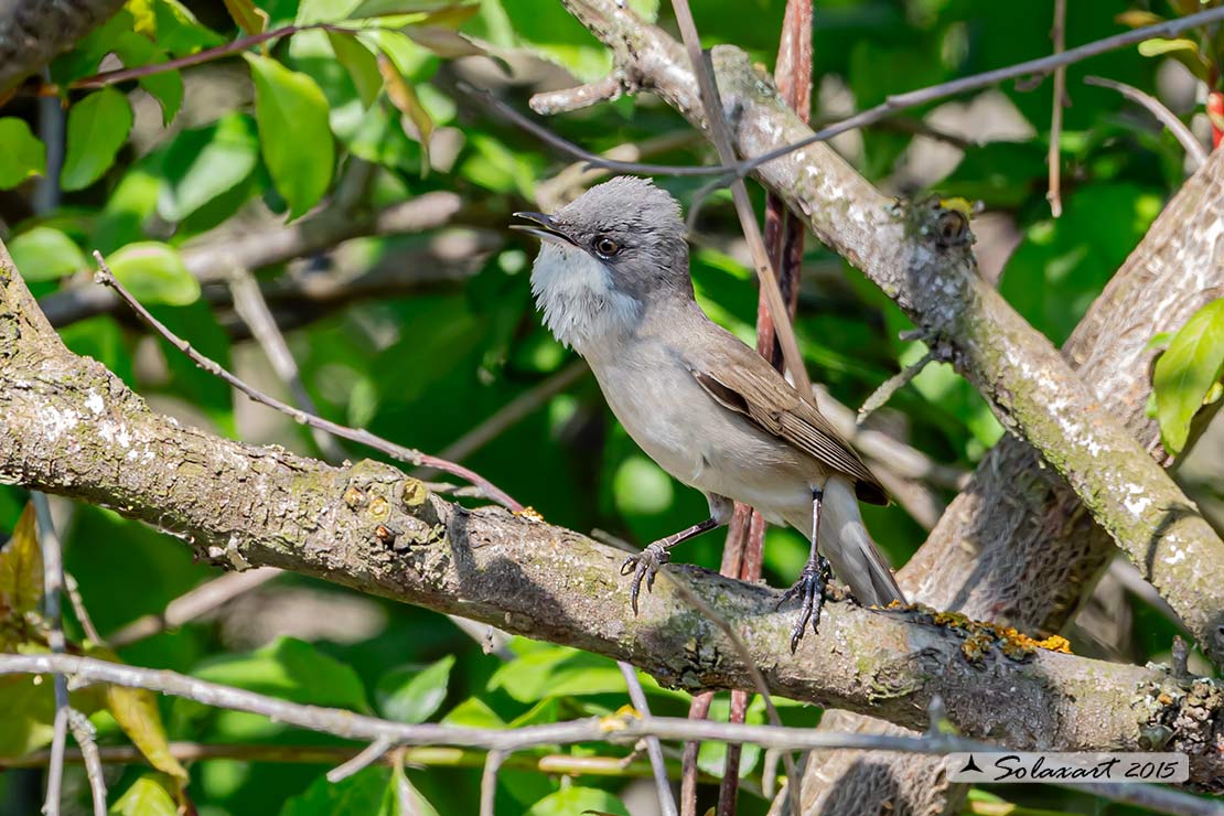 Sylvia curruca: Bigiarella; lesser whitethroat
