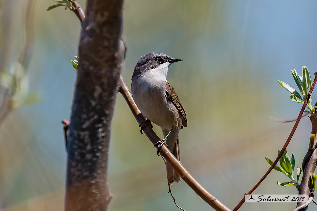 Sylvia curruca: Bigiarella; lesser whitethroat