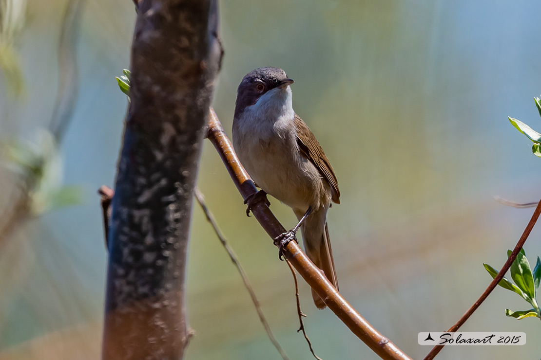 Sylvia curruca: Bigiarella; lesser whitethroat