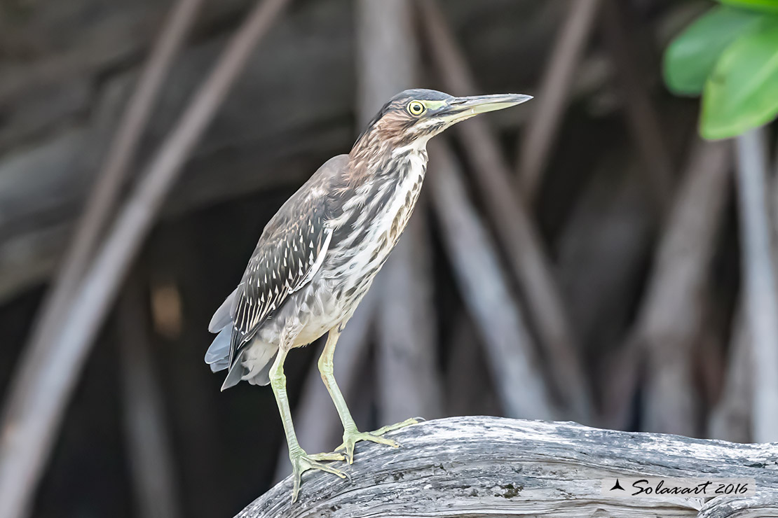 Botaurus pinnatus caribaeus: Tarabuso pinnato; Pinnated Bittern (caribaeus)
