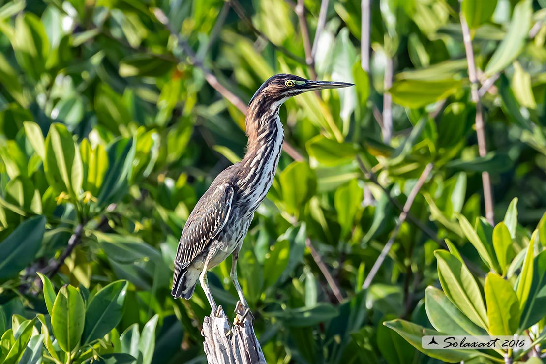 Botaurus pinnatus caribaeus: Tarabuso pinnato; Pinnated Bittern (caribaeus)