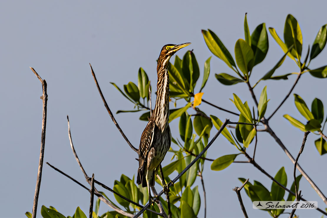 Botaurus pinnatus caribaeus: Tarabuso pinnato; Pinnated Bittern (caribaeus)