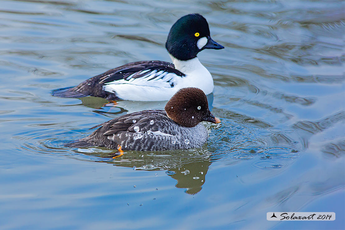 Bucephala islandica: Quattrocchi minore; Barrow's goldeneye