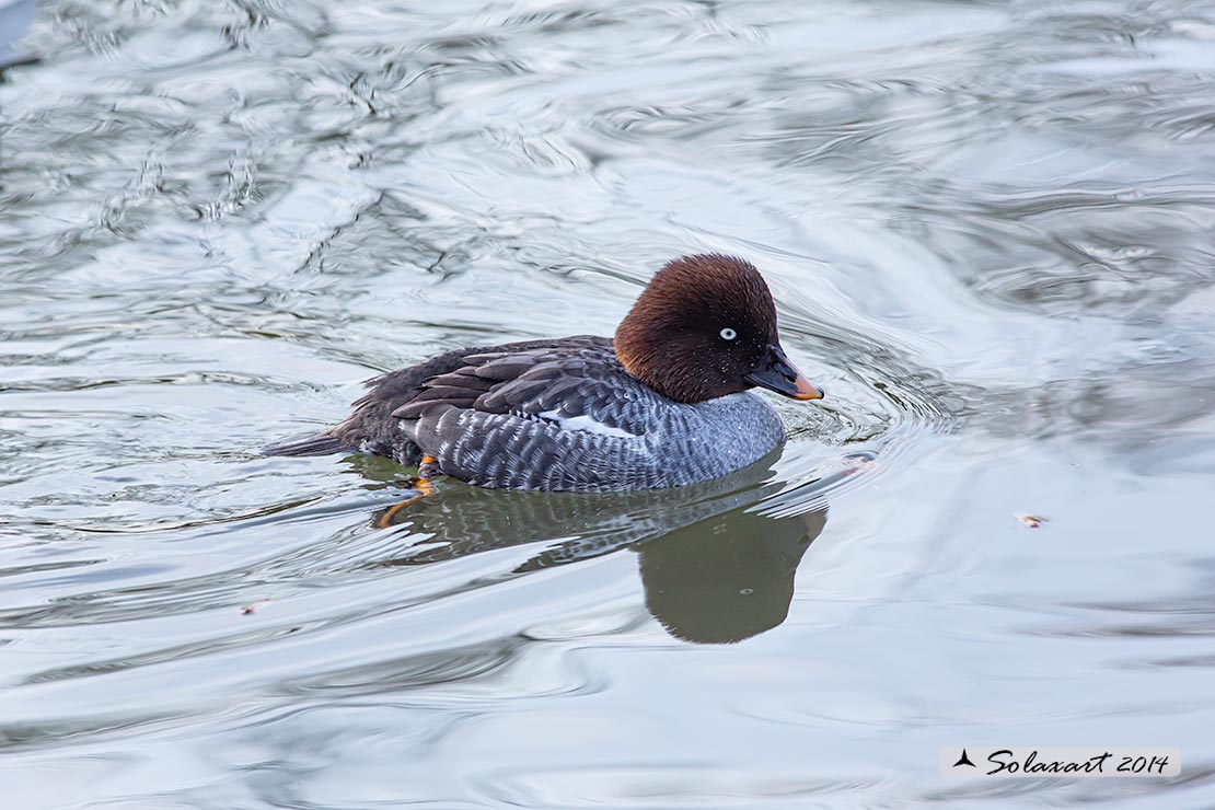 Bucephala islandica: Quattrocchi minore; Barrow's goldeneye